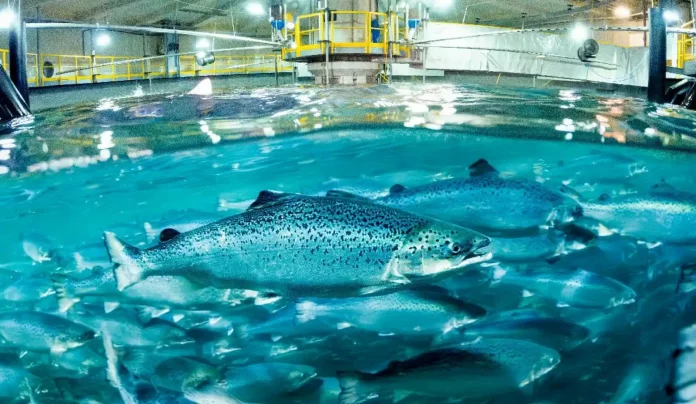 Salmon Evolution solgte Q1-fisk for 108 kroner kiloet: – Bransjeledende superior-andel