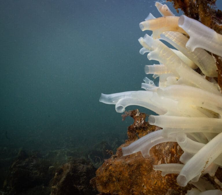 Tester sekkedyr som ingrediens i fiskefôr