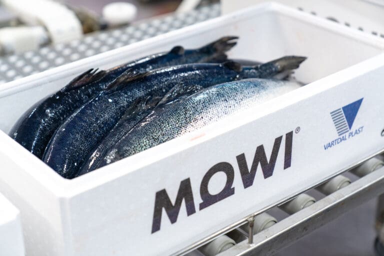 Mowi tjente nær 2,4 milliarder kroner på driften i Q1