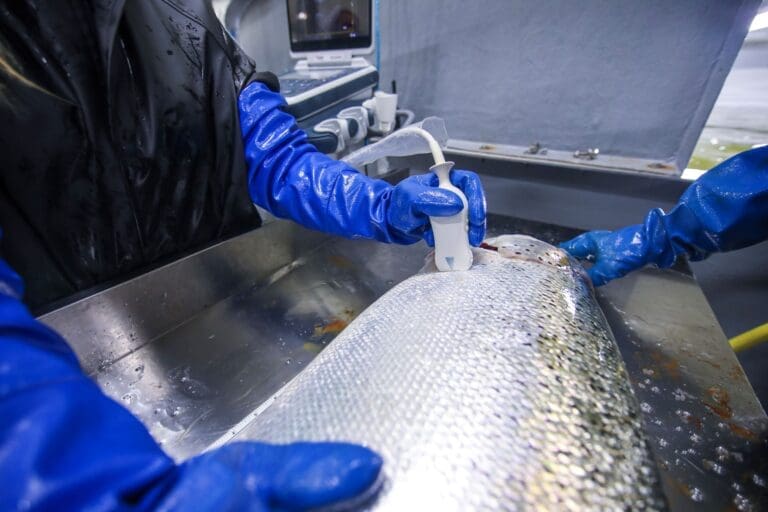 Rekordår for Salten Stamfisk