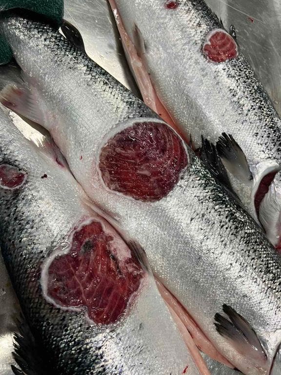 Mattilsynet varsler offensiv mot eksport av “prodfisk”