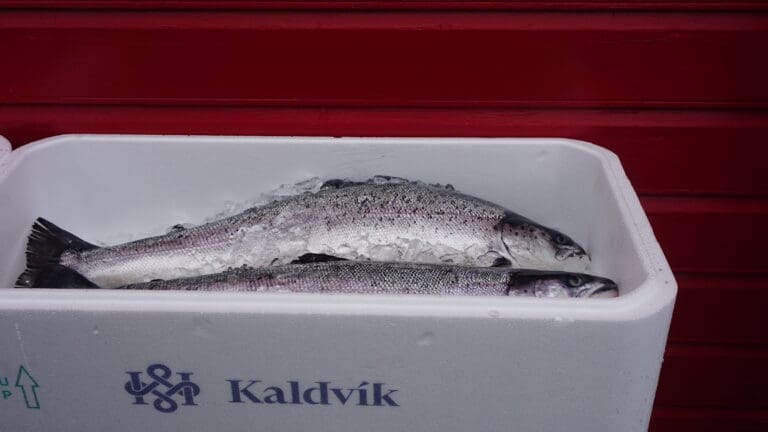 Svak smolt og lave salgspriser senket Kaldvik