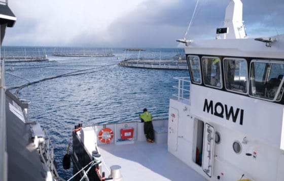 Mowi må overvåke 20 elver etter stor-rømming