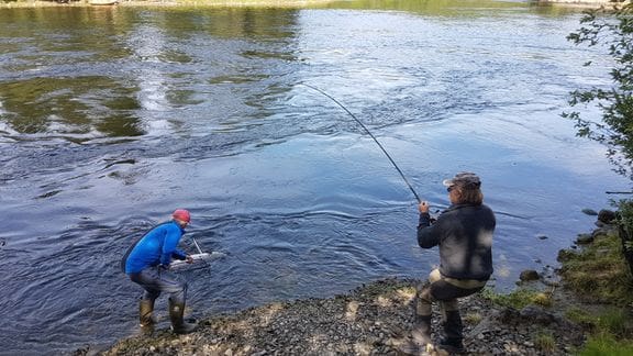 Laksefisket stenges i 33 elver fra og med natt til søndag
