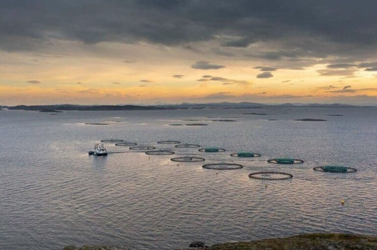 To ILA-tilfeller på rappen for SalMar i Nærøysund