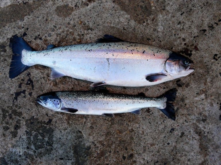 Veterinærinstituttet har gode og dårlige nyheter for lakseoppdrettere