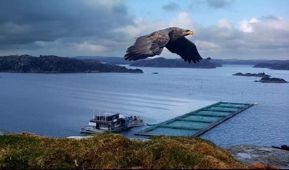 Grei landing for Engesund Fiskeoppdrett. Men én ting bekymrer dem.