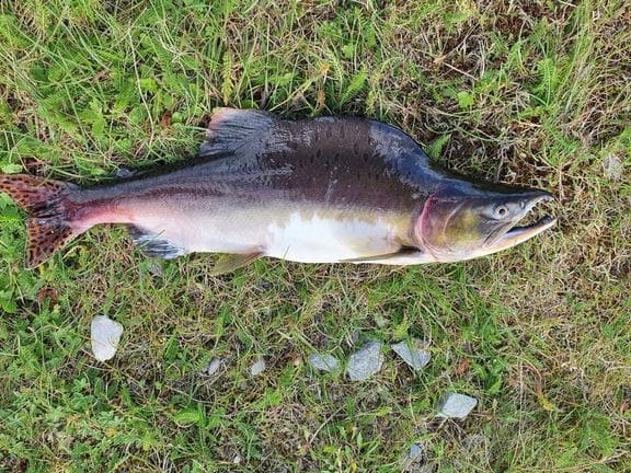 Elvefangstene av pukkellaks nærmer seg 100.000 fisk
