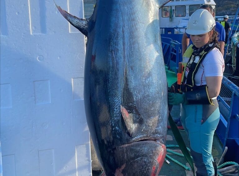 Størje på 345 kilo fanget i Firda-merd