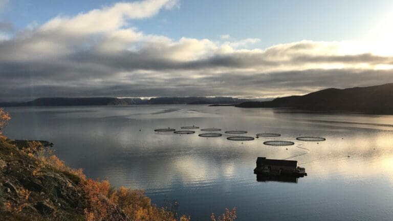 Cermaq om lusesituasjonen: – Noen krevende uker foran oss