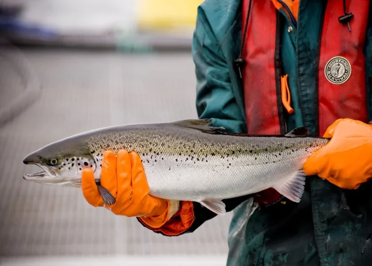 Lover dusør på 500 kroner per fisk etter storrømming i Troms