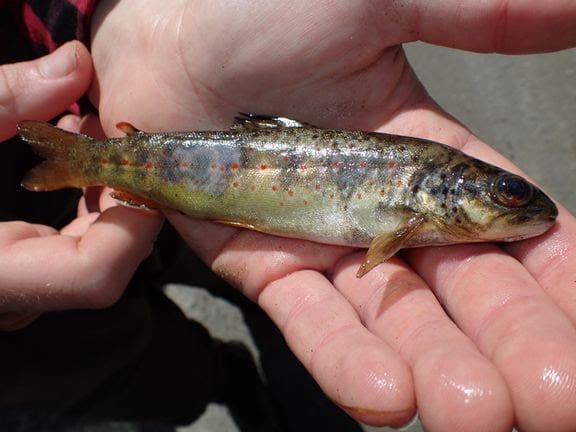 Advarer om gassovermetning i elver: – Viktig å ta dette på alvor, siden fisk og bunndyr kan dø