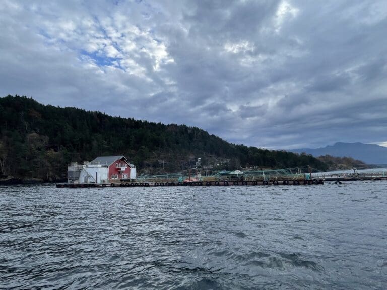 Eide Fjordbruk testet fluer, solsikke og kyllingmel i laksefôret. Dette ble resultatet