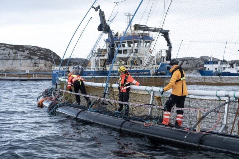 Harbor henter åtte millioner kroner i frisk kapital etter fiskehelse-gjennombrudd