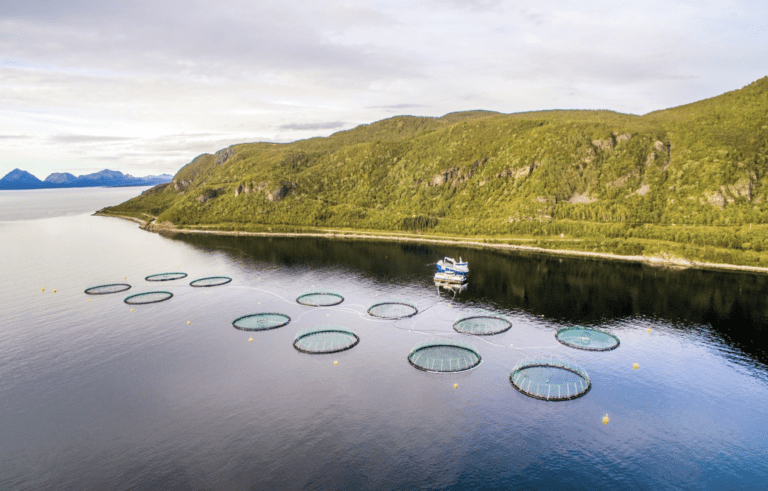 Perlesnormaneten rammet Kleiva Fiskefarm hardt. Fikk et resultatfall på 200 millioner