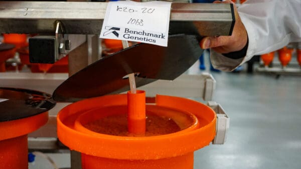 Benchmark Genetics’ nye eier: – Vi har en tredelt strategi