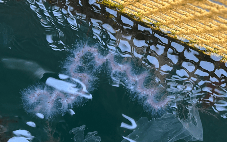 Nå er denne observert over 500 ganger
