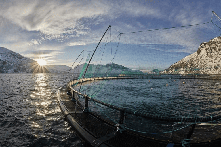 Ser lyspunkt i Grieg Seafood-aksjen: – Det finnes et kjempepotensiale i lisensene