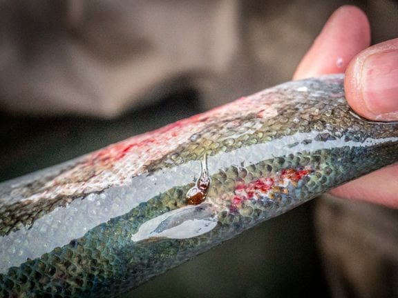 Norges Jeger- og Fiskerforbund roser regjeringen: – Riktig retning