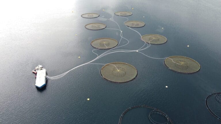 ILA påvist hos Holmøy Havbruk i Nordland