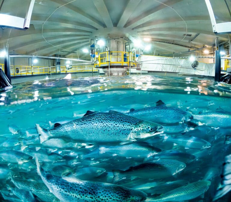 Lave snittvekter dempet prisoppnåelsen til Salmon Evolution