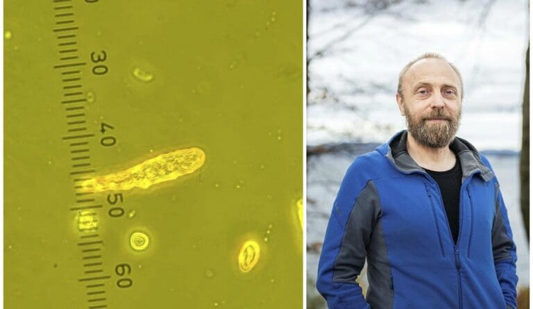 Algeoppblomstringen i sør: Endret risikobilde i PO2 og PO3