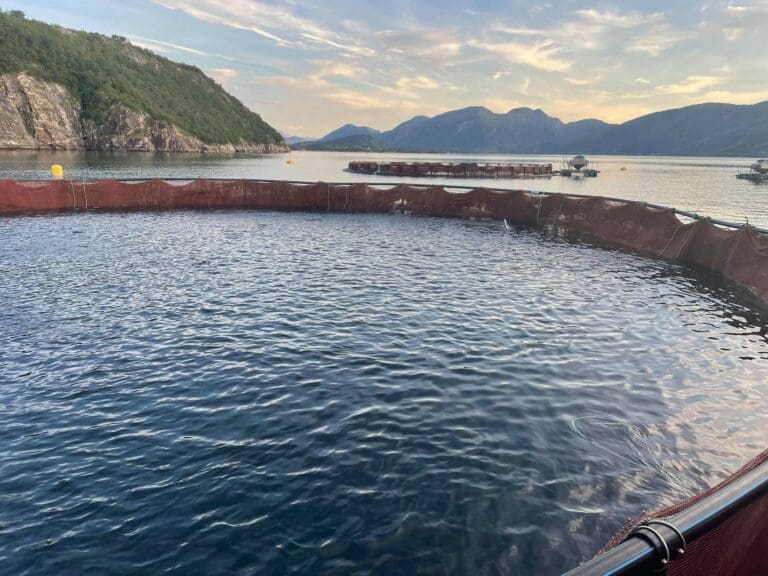 Går sammen om å kjøpe Arctic Seafood Group